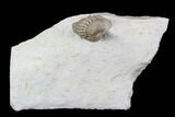 Detailed, Long Kainops Trilobite - Oklahoma #95714-2
